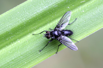 Melanomya nana, Little Black Blowfly