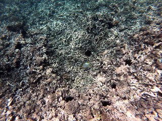 Beautiful snorkelling shots at the Seychelles