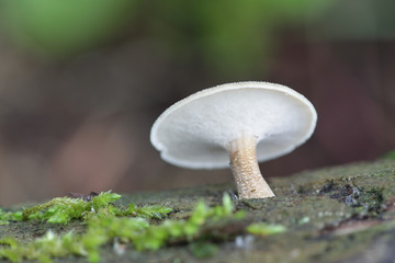 Polyporus ciliatus, known as Fringed Polypore