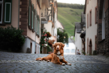 dog in the old city, travel. Nova Scotia Duck Tolling Retriever looking out city