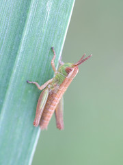 Chorthippus parallelus, known as the meadow grasshopper, a nymph posing