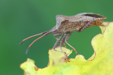 Coreus marginatus, known as the Dock Bug, a species of True Bugs in the family Coreidae