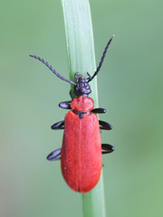 Pyrochroa coccinea, known as the cardinal beetle or the black-headed cardinal beetle