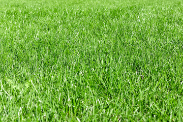 Trimmed thick green grassy lawn background. Top view and side view. Focus on the center