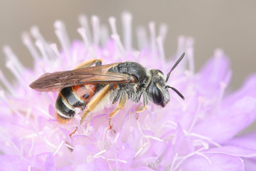 Andrena hattorfiana, a threatened species of mining bees belonging to the family Andrenidae, feeding on Field Scabious,.Knautia arvensis