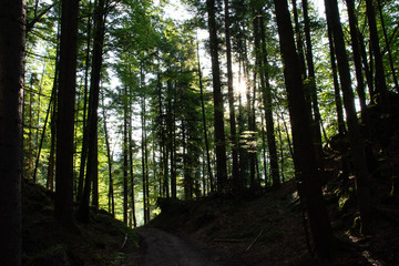 Obraz premium Benediktenwand und Umgebung