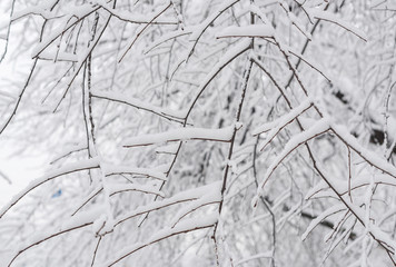 trees covered with snow in winter