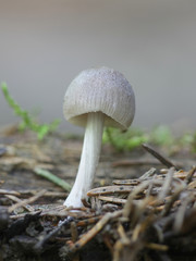 Mycena niveipes, a bonnet mushroom growing wild in Finland