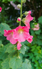 Blooming pale pink mallow. Beautiful delicate pink mallow flowers on a stalk.