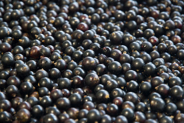 Lots of black currants