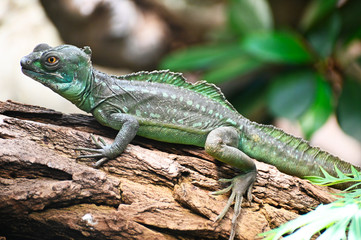 a green basilisk moves on a tree