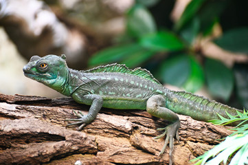 Fototapeta premium a green basilisk moves on a tree