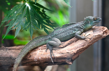 portrait of a green basilisk