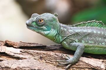 portrait of a green basilisk