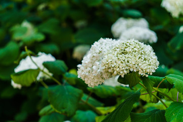 Inflorescence of the white flowers of hydrangea in garden.