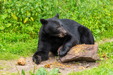 Black Bear In A Refuge