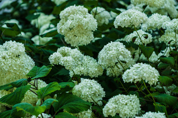 Inflorescence of the white flowers of hydrangea in garden.