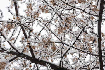 trees covered with snow in winter