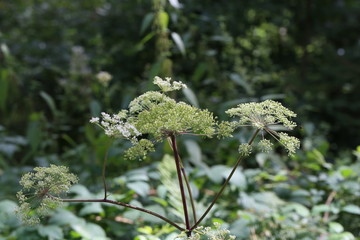 White flowering plant, Caraway or meridian fennel