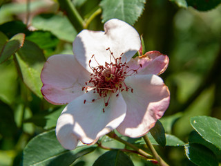 pink magnolia flower