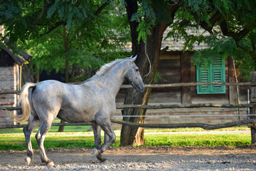 Lipizzaner horse on the farm