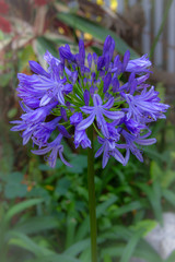 close up of a purple flower