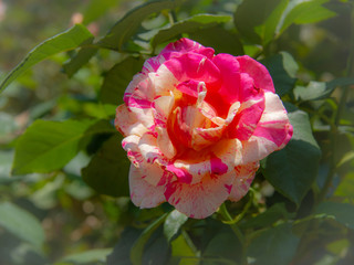 pink rose flower