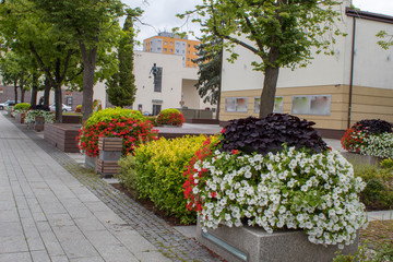 Fototapeta na wymiar City landscape - decoration with beautiful flowering clubs with petunias in square of Europe and beautiful shady tile avenues on a summer day.