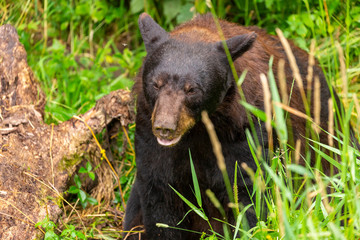 Black Bear In A Refuge