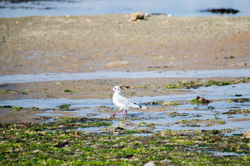 Plages et mouettes de l'océan atlantique Oléron