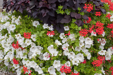 City landscape - decoration with beautiful flowering clubs with  petunias in square of Europe and beautiful shady tile avenues on a summer day.