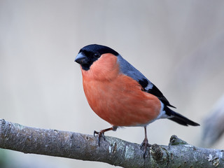 Eurasian bullfinch (Pyrrhula pyrrhula) in its habitat in Denmark