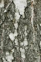 texture of cracked birch bark