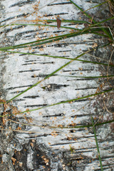 texture of birch bark covered with grass
