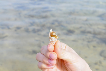 Hermit crab crawls out of the sink, in the hand of the girl