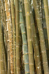 bamboo forest in Asia
