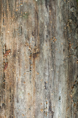 texture of old rotten wood