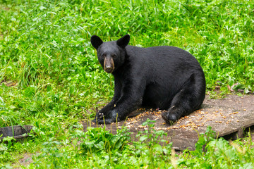 Fototapeta premium Black Bear In A Refuge