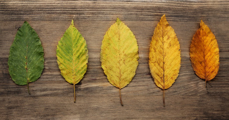 Autumn leaves yellow and green