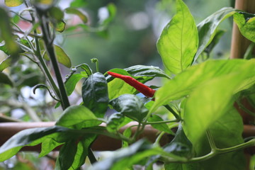green ripe chillies in the garden
