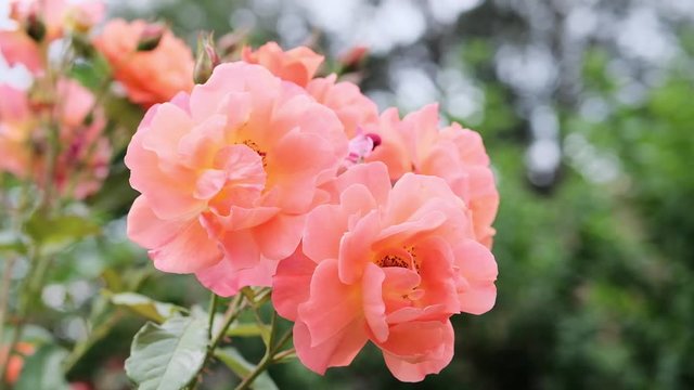 beautiful flowers and green trees in the park