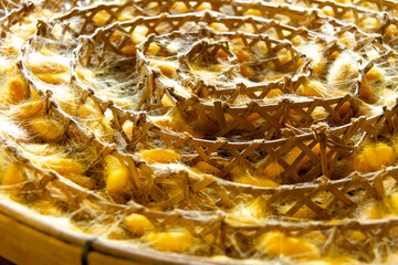 Silkworms in cocoons in Thailand