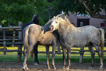 Yawning horses on the farm