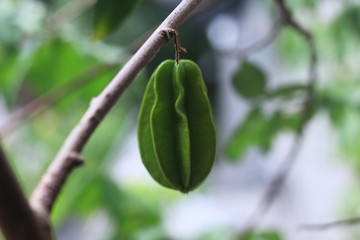 fresh statfruit growth in the tree