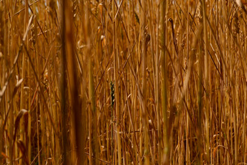 Fototapeta premium grass in the wind