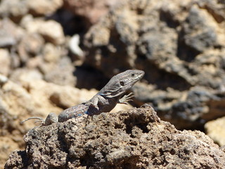 Lagarto tomando el sol