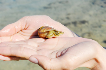 Sea snail crawling out of the shell, in the hands of a girl