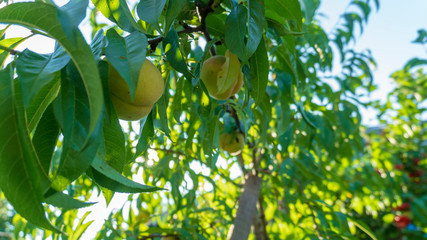young peach on the tree close-up