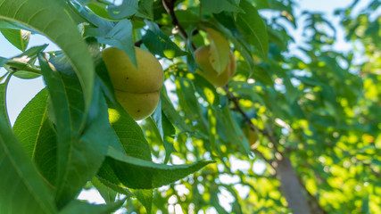 young peach on the tree close-up