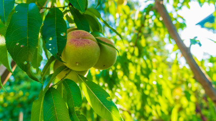 young peach on the tree close-up